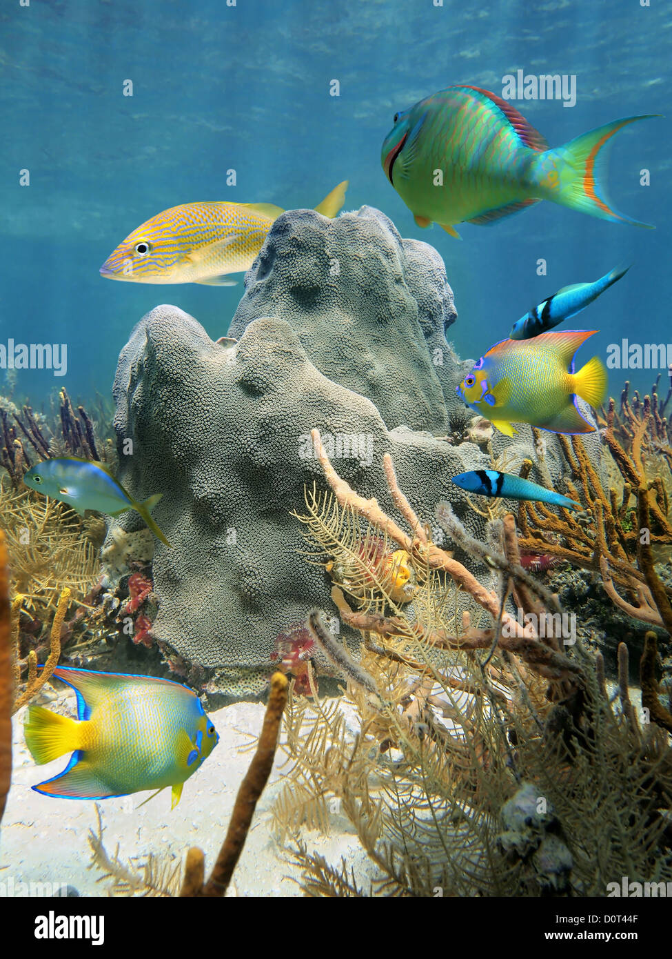 Les coraux sous l'eau avec les poissons tropicaux colorés dans la mer des Caraïbes Banque D'Images