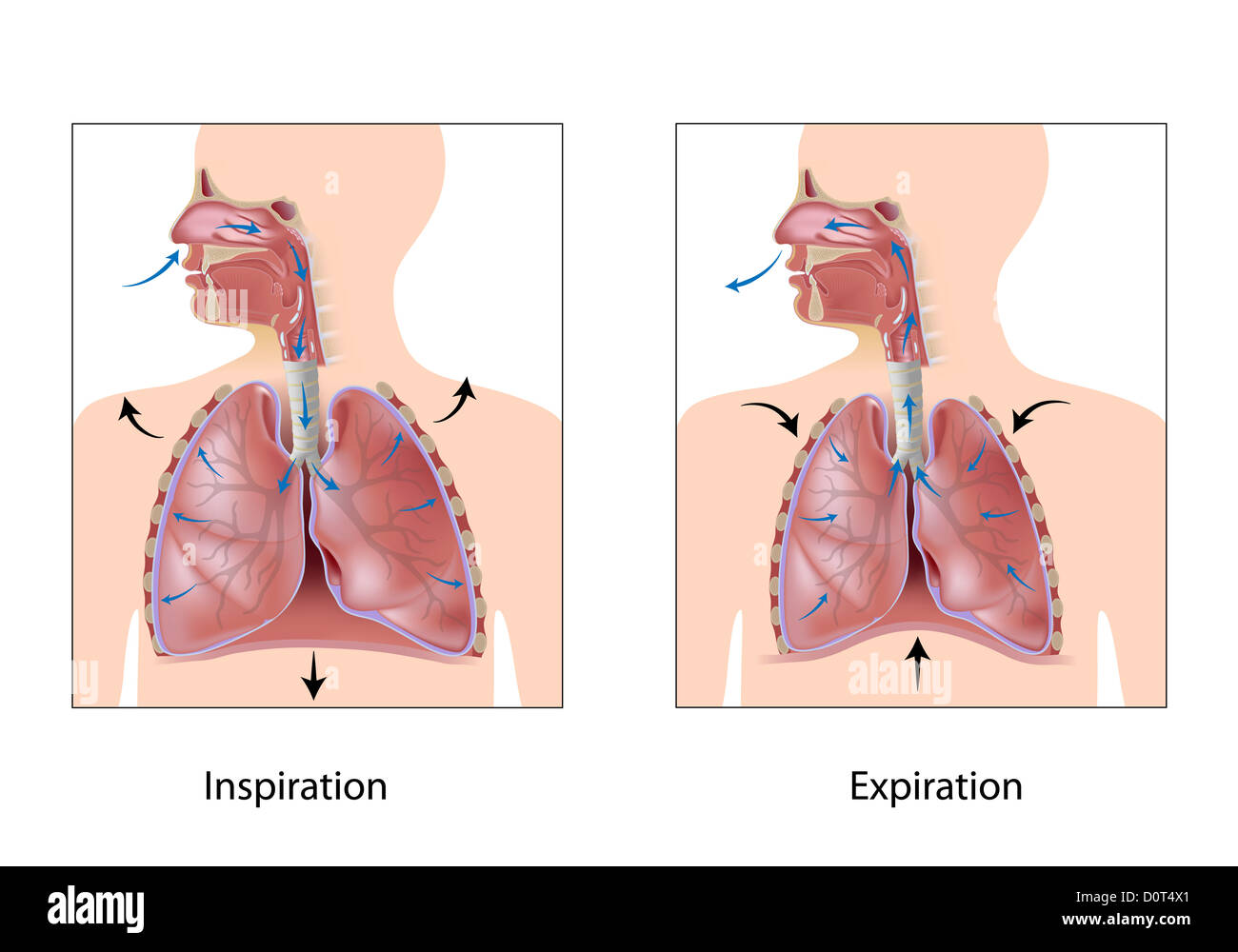 Cycle de la respiration, inspiration et expiration Banque D'Images