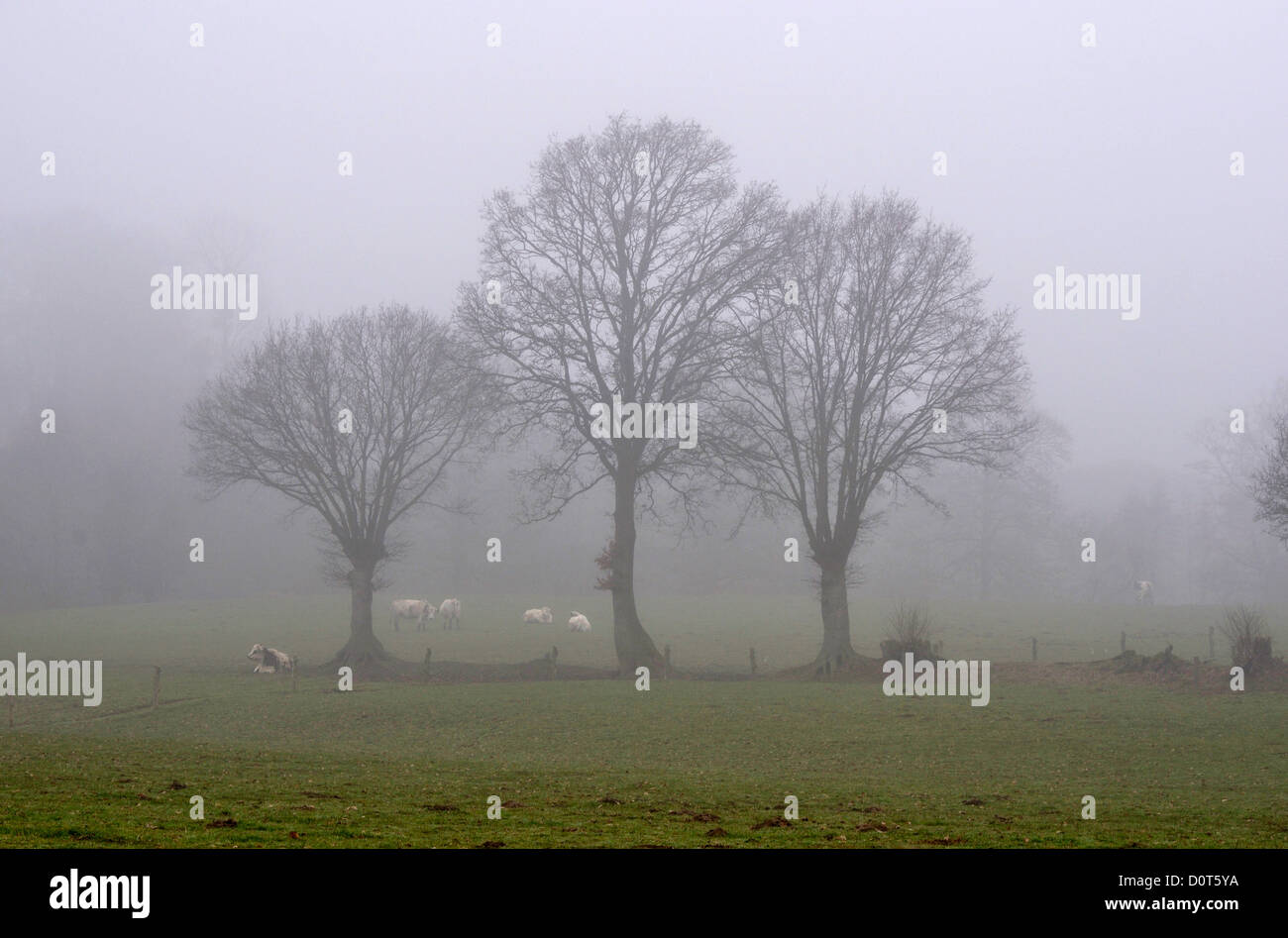 Bocages dans le brouillard, en février , au nord de la Mayenne, pays de la Loire France. Banque D'Images Bocages dans le brouillard, en février , au nord de la Mayenne, pays de la Loire France. Banque D'Images