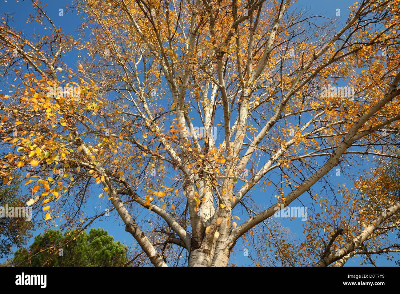 Les saisons de l'année, automne Banque D'Images