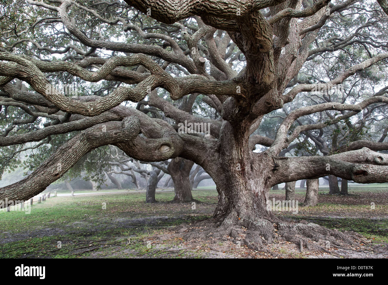 Coastal Live Oak, parc national de Goose Island, brouillard côtier. Banque D'Images