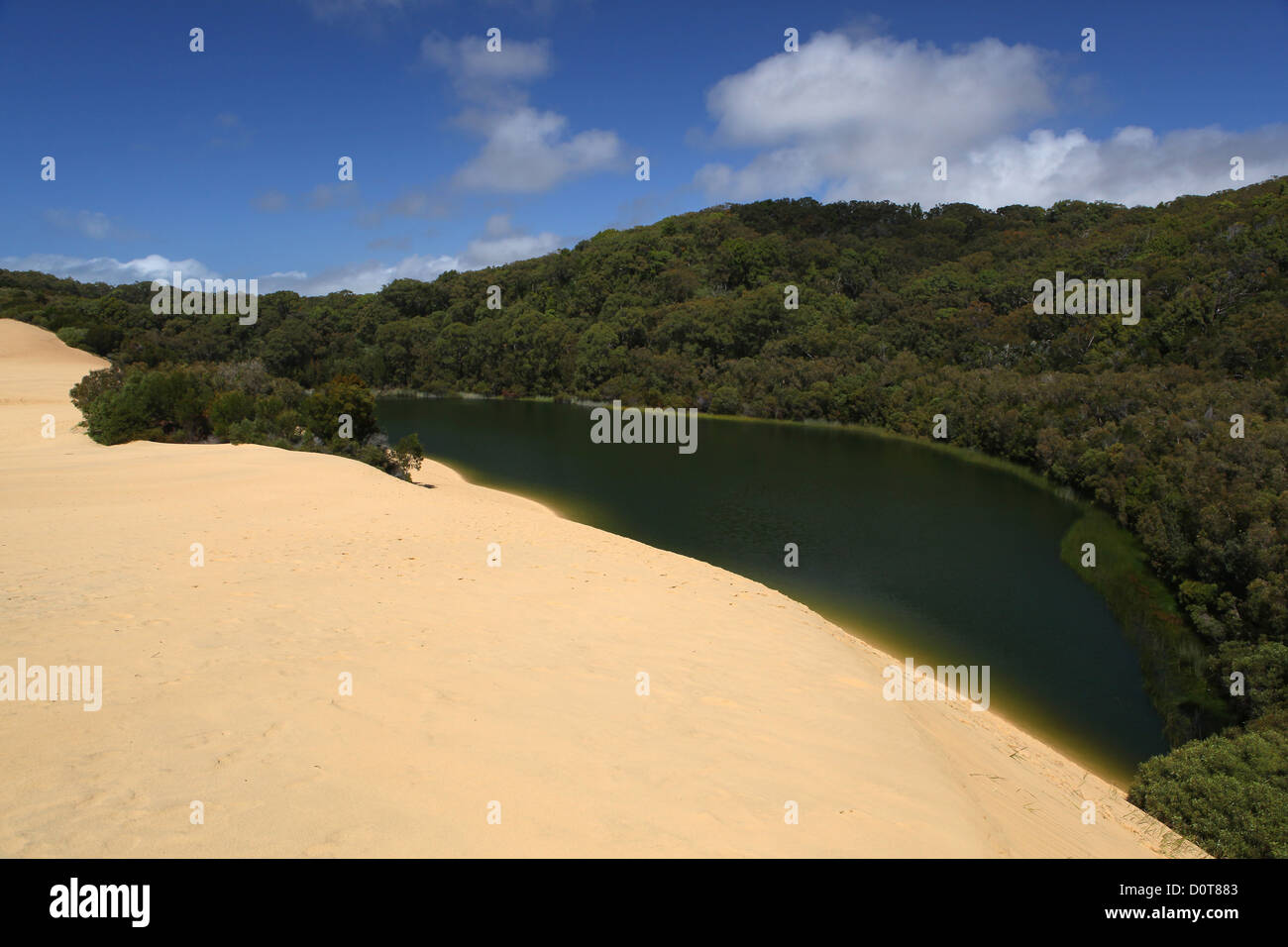 Lake Wabby, lac, dunes, sable, dunes, mer, repos, tourisme, écotourisme, Sable Island, island, Fraser Island, Queensland, de l'Est Banque D'Images