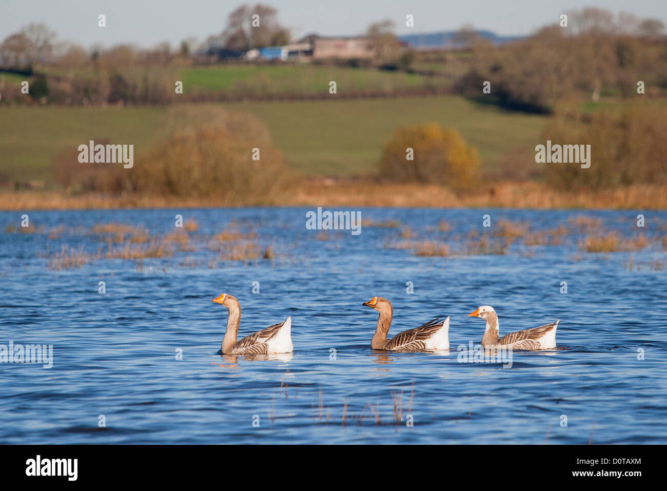 Les oies sur les terres agricoles inondées sur les niveaux de Somerset, 2012 Inondations Banque D'Images