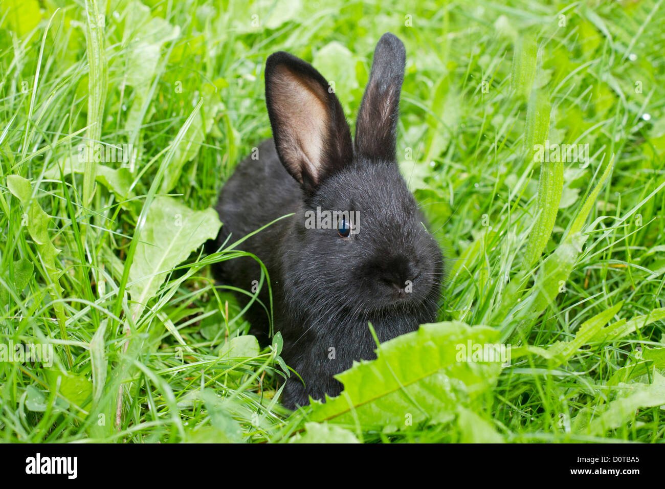Les lapins de l'Alaska, bunny, le lapin, l'Alaska, la race, l'élevage de lapins, le lapin éleveur, fourrure, animal, animal domestique, le caresser, le nourrir, le vert f Banque D'Images