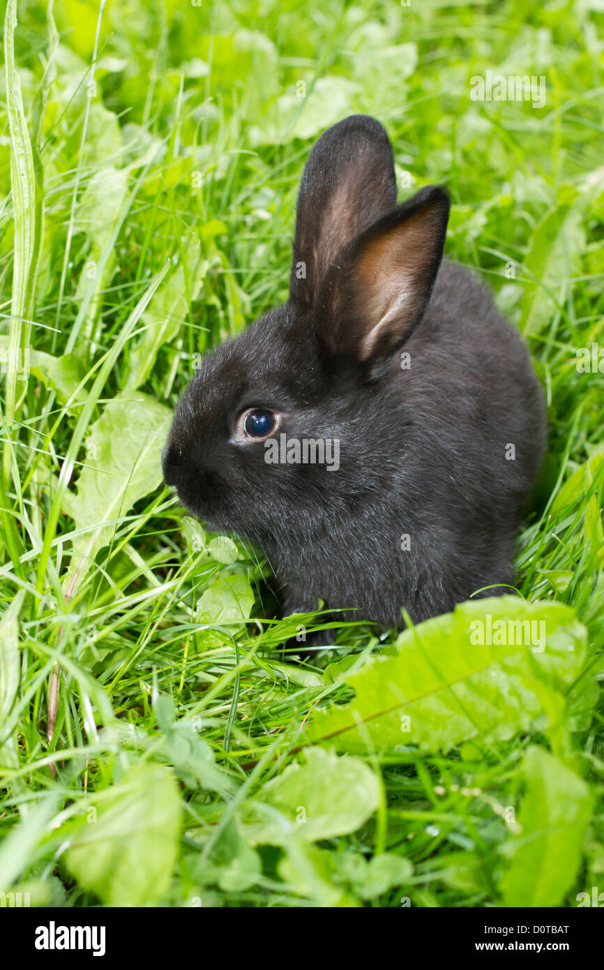 Les lapins de l'Alaska, bunny, le lapin, l'Alaska, la race, l'élevage de lapins, le lapin éleveur, fourrure, animal, animal domestique, le caresser, le nourrir, le vert f Banque D'Images