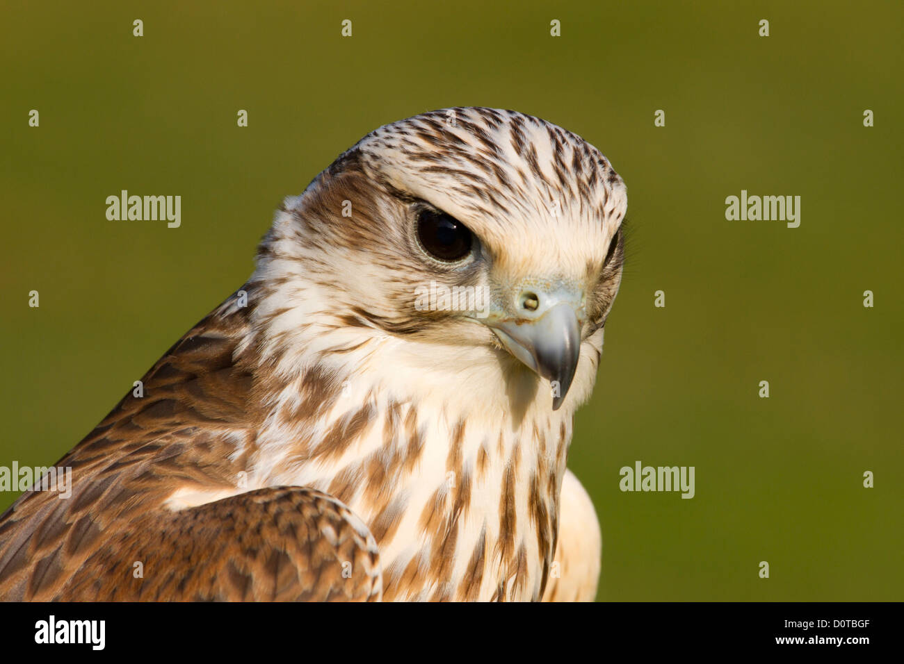 Saker falcon, Falcon, oiseau, Falco cherrug, portrait, bec, oiseau, voir, regardez, regardez, la vue, l'oeil Banque D'Images