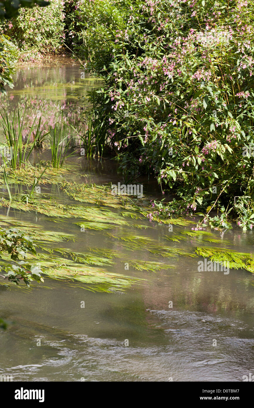 Dans la lutte contre les mauvaises herbes de la rivière Petite rivière d'exécution lente Rother Banque D'Images