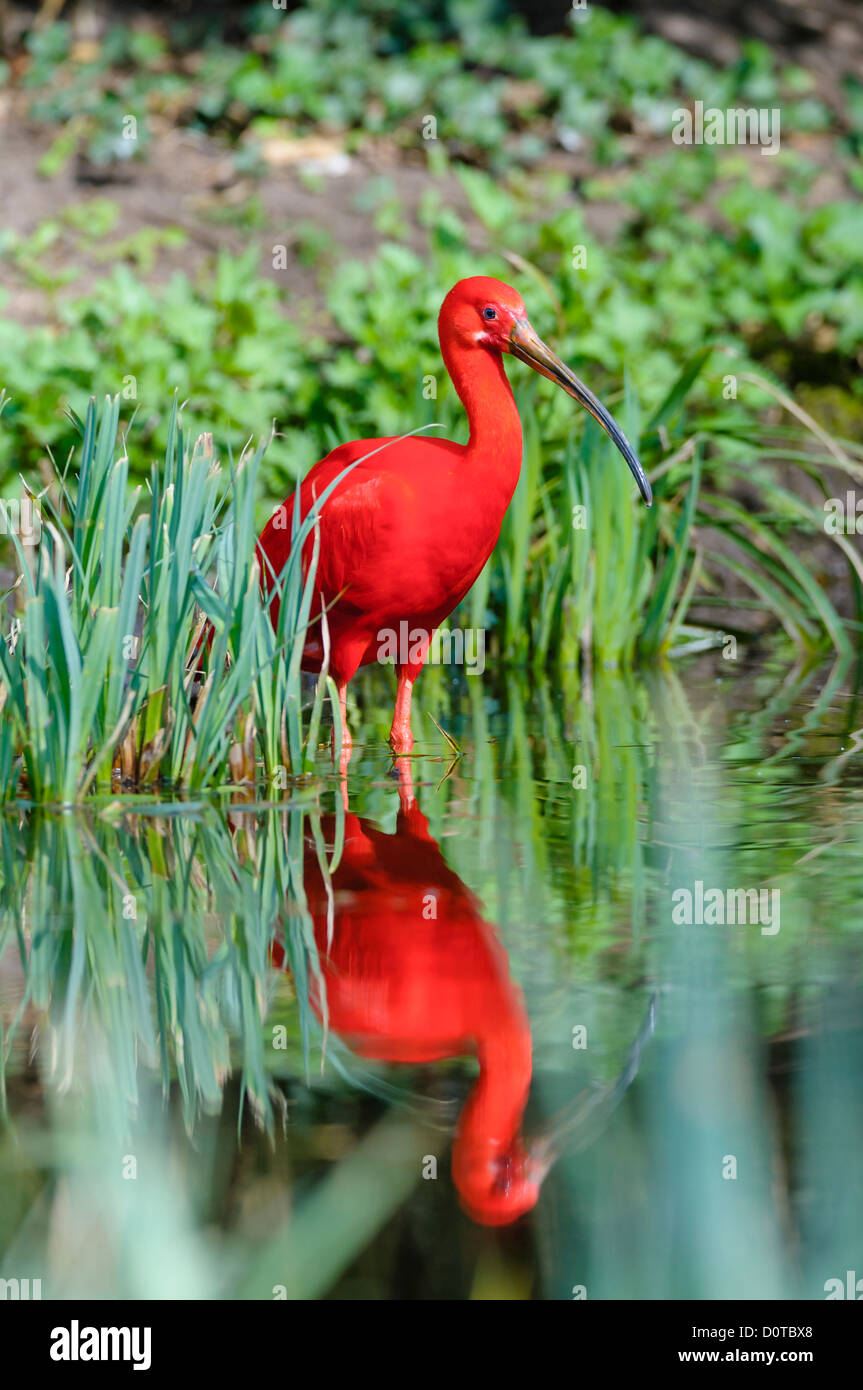 Scharlachsichler,Eudocimus ruber, ibis rouge Banque D'Images