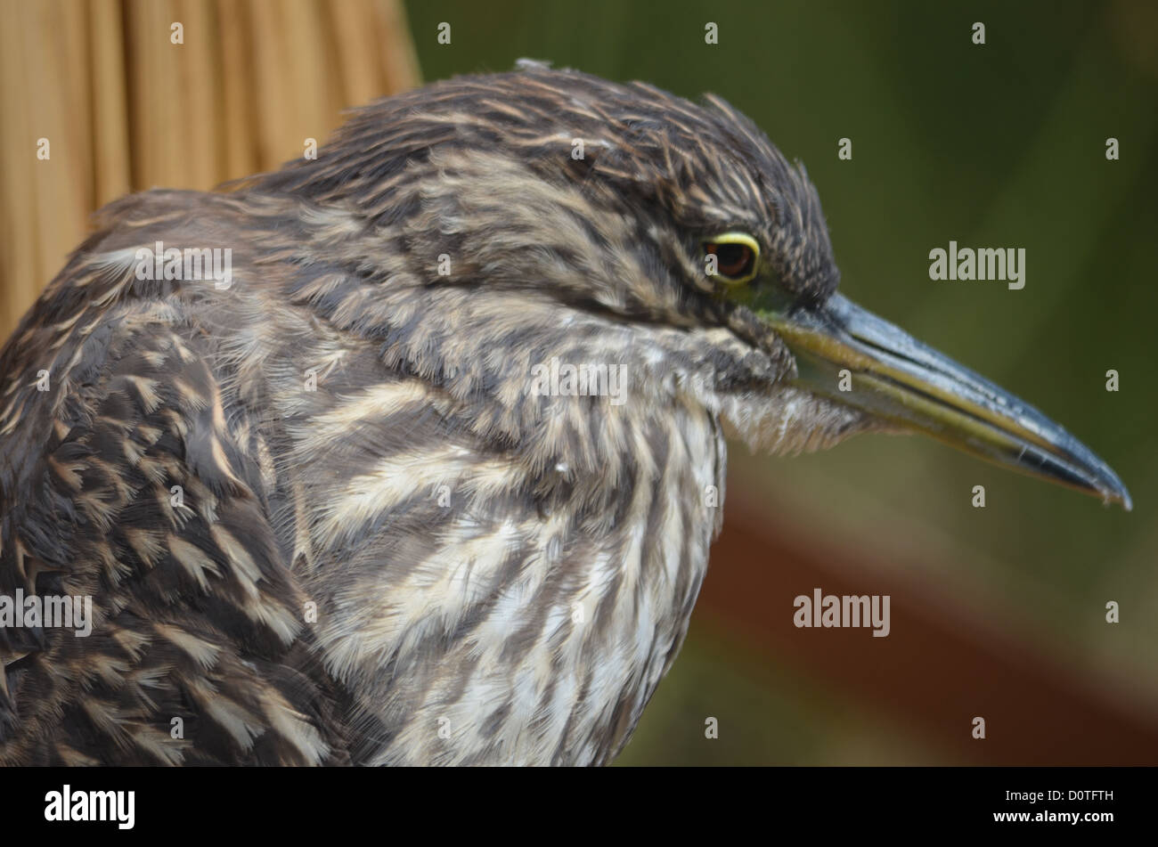 Black-Crowned Night Heron sur le lac Titicaca, Pérou Banque D'Images