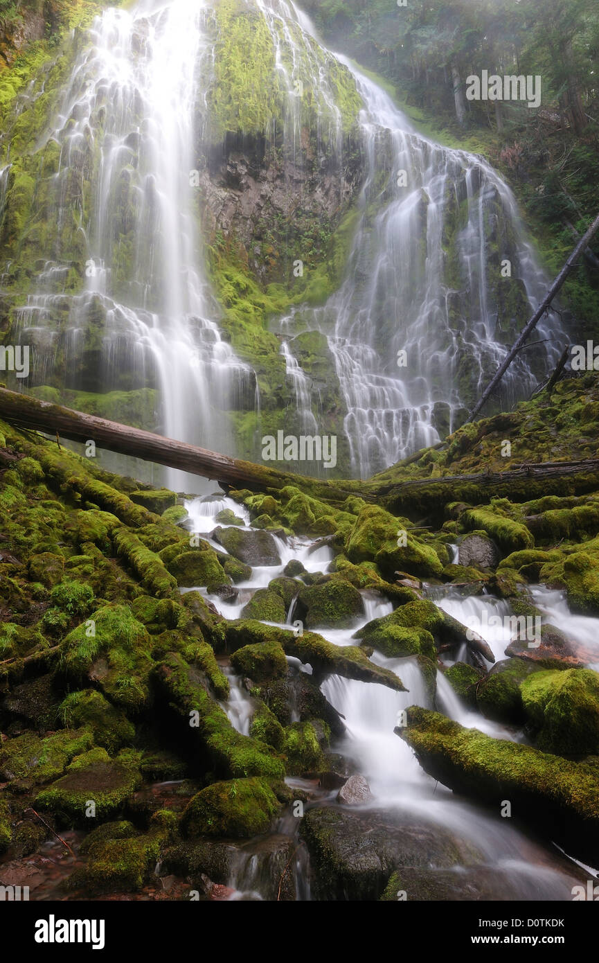Le débit, en cascade, Cascade, Chutes Proxy, des cascades, forêt nationale de Willamette,, cascade, Oregon, USA, United States, Am Banque D'Images