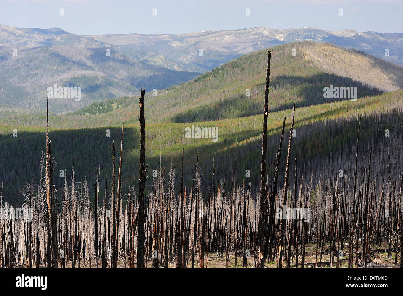 Feux de forêt, forêt, bois, Nez Perce, arbres, Trail, North Carolina, USA, United States, Amérique, Amérique du Nord, Banque D'Images