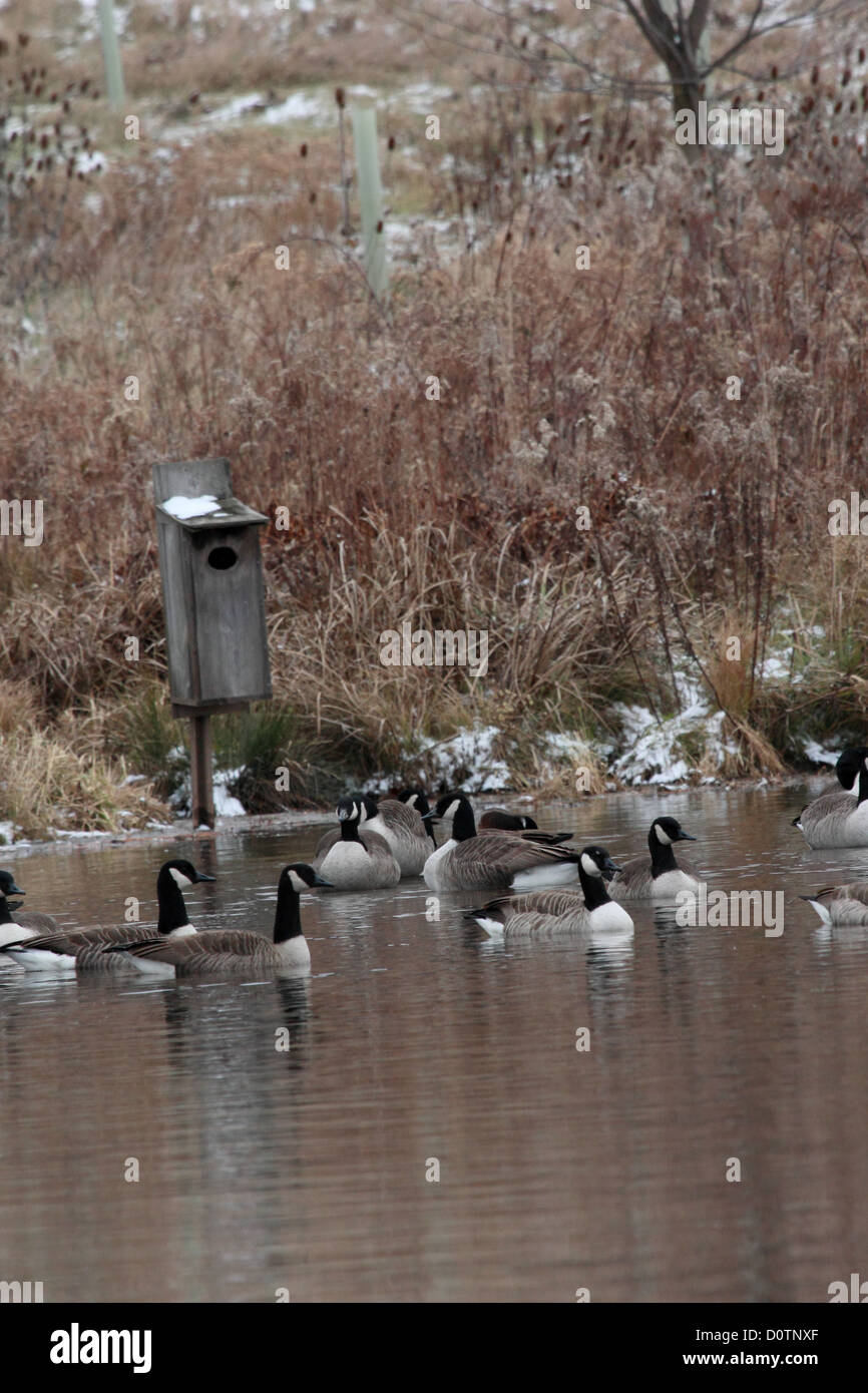 Un petit troupeau de la bernache du Canada dans un étang près d'un nichoir canard en bois. Banque D'Images