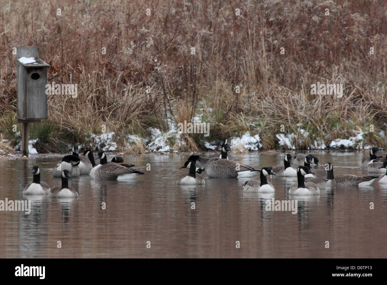 Une volée d'outardes paresser sur un étang en face d'un canard en bois fort. Banque D'Images