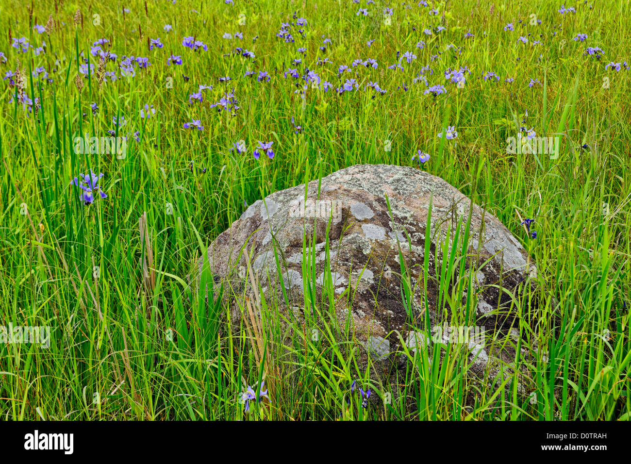 Les prairies humides avec drapeau bleu (Iris versicolor), Little Current, Ontario, Canada Banque D'Images