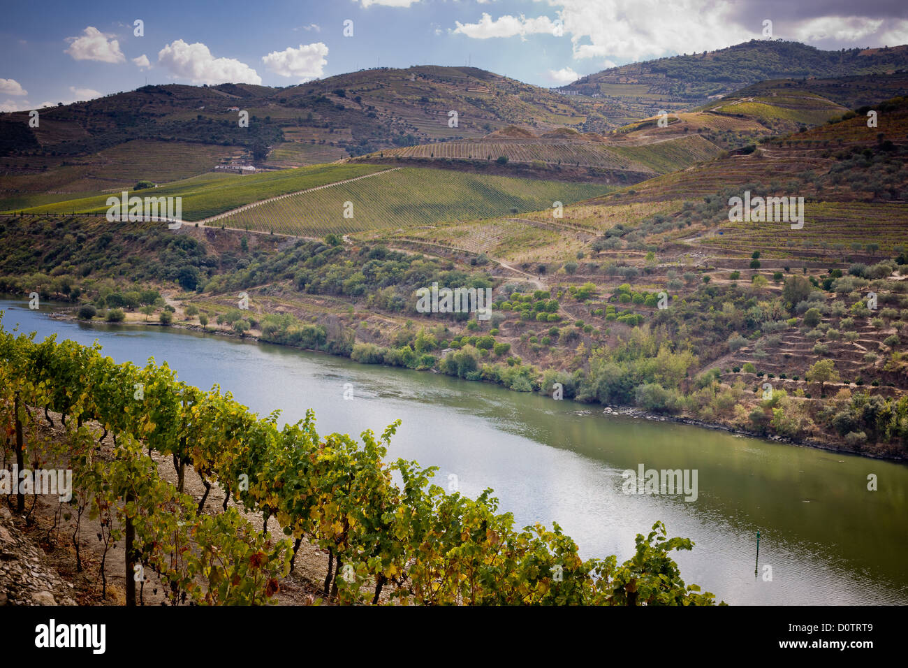 Vignobles de la vallée du Douro, Portugal Banque D'Images