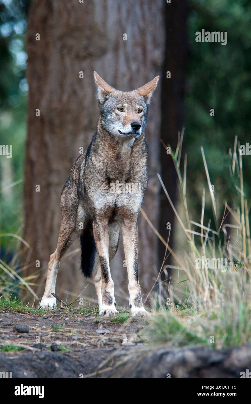 Loup rouge Banque de photographies et d’images à haute résolution - Alamy