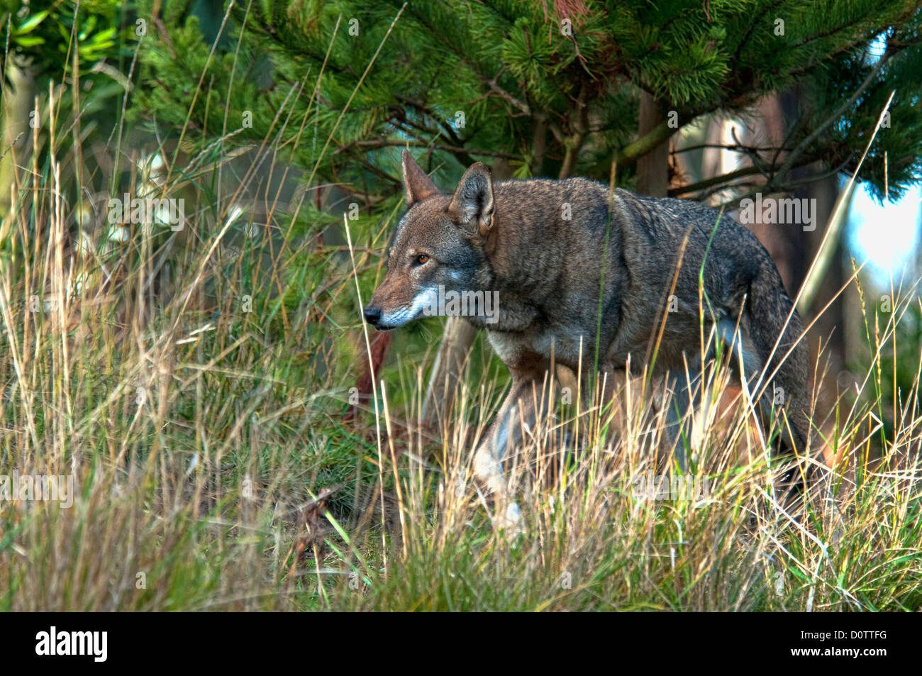 Red Wolf, Canis rufus, espèces en danger, le loup, animal, USA, United States, Amérique, forest Banque D'Images