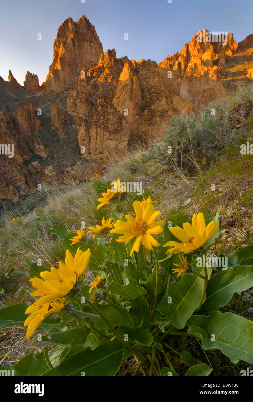 La géologie, la géologie, le désert, sec, fleur, fleur, flore, deltoïdes, sauge, pierre, roche, canyon, tuf, les cendres volcaniques, Oregon, USA, ONU Banque D'Images