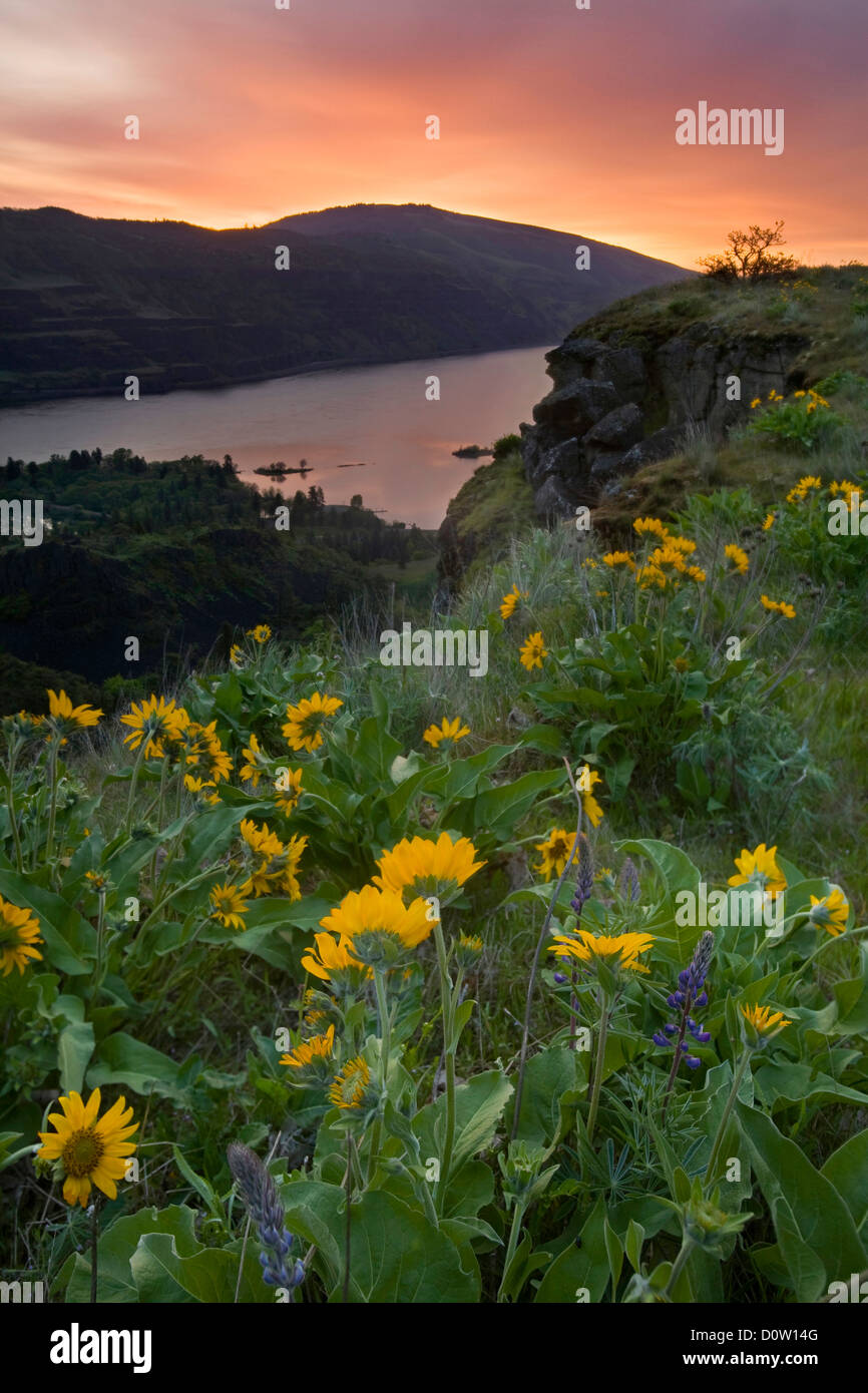 Point de Rowena, Sunrise, deltoïdes, Balsamorhiza deltoidea, Columbia River Gorge, Oregon, ou, Columbia River, de l'eau, rivière, l'écoulement Banque D'Images