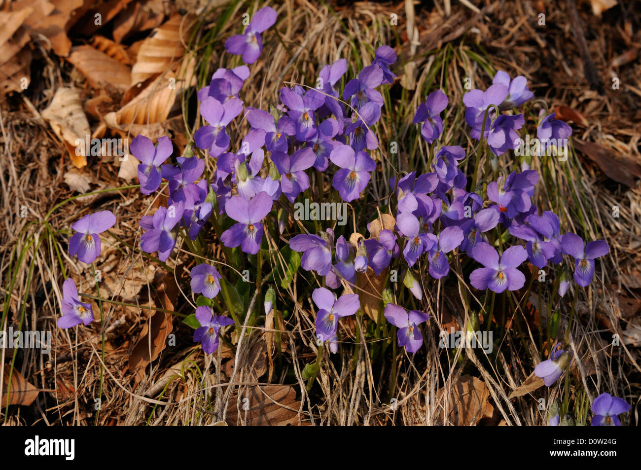 Hairy Violette, Viola hirta, Violaceae, fleur, fleur, violet, de végétaux,  Untervaz, Canton, Grisons, Grisons, Suisse Photo Stock - Alamy