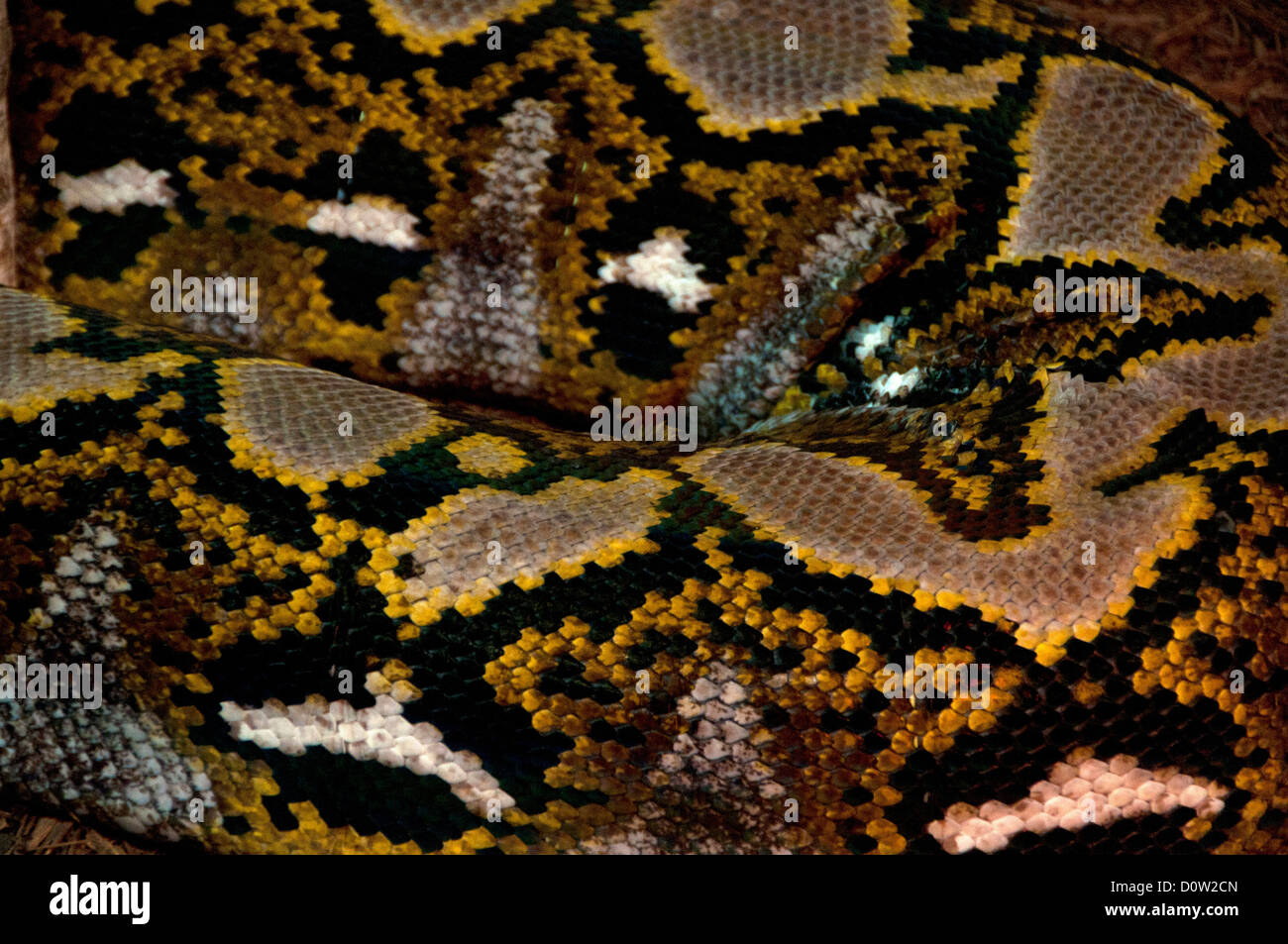 Python réticulé, python reticulatus, anima, serpent, la peau, le motif ...