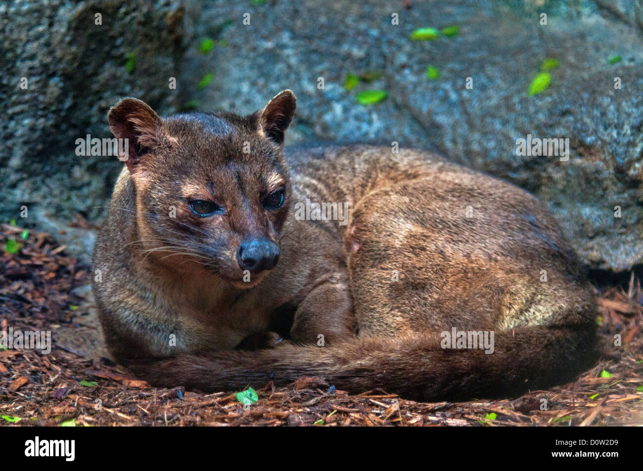 Fossa, Cryptoprocta ferox, animal, chat, Banque D'Images