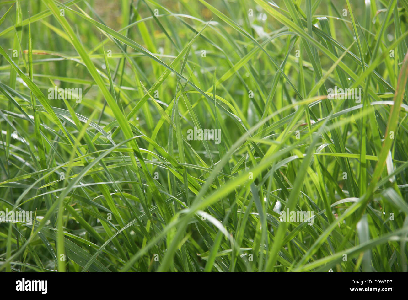 La nature, l'herbe, vert prairie, détail, brins d'herbe, les plantes, les concepts, modèle, Banque D'Images