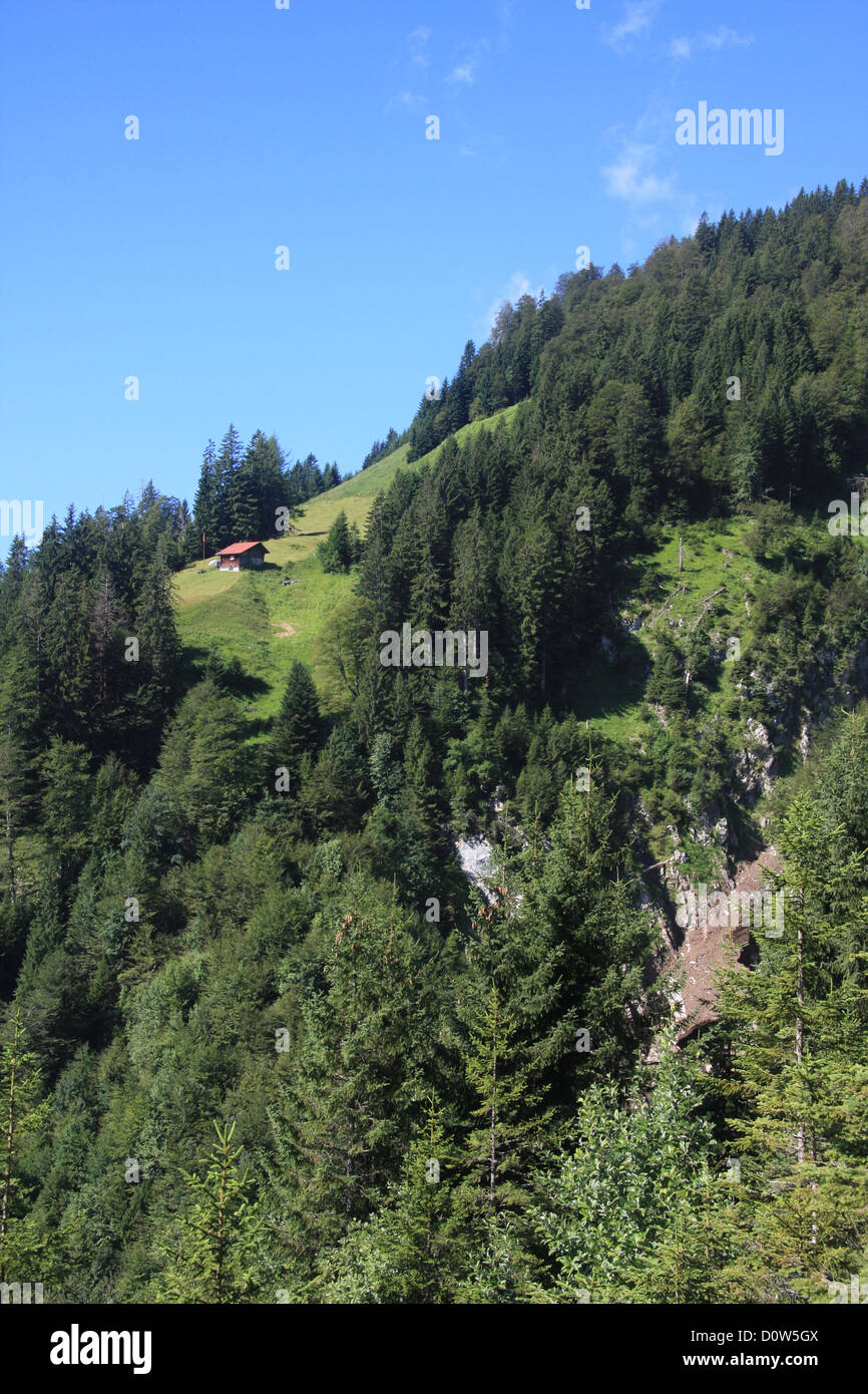La Suisse, l'Europe, canton, Berne, Oberland Bernois, Alp, prairie, cabane, arbres Banque D'Images