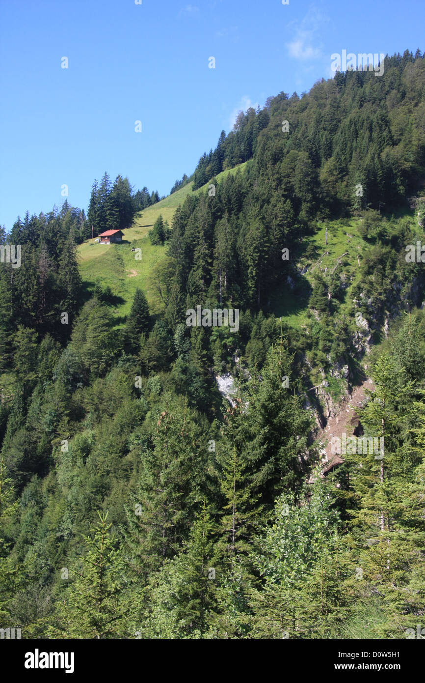 La Suisse, l'Europe, canton, Berne, Oberland Bernois, Alp, prairie, cabane, arbres Banque D'Images