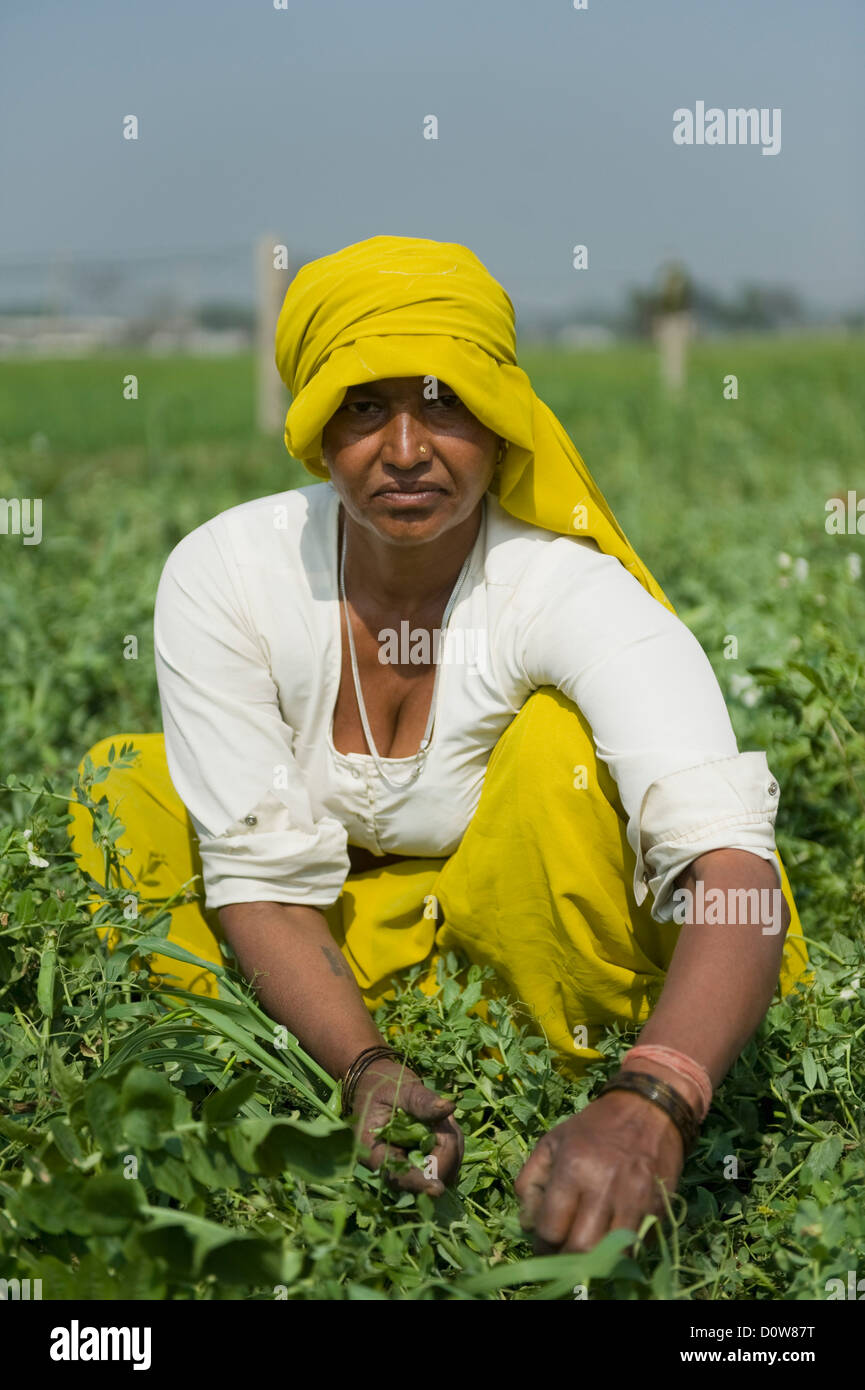 Travailleur agricole féminine pois vert cueillette les gousses, Farrukh Nagar, Gurgaon, Haryana, Inde Banque D'Images