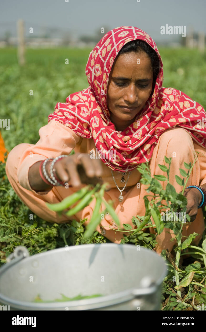 Les ouvriers agricoles, les gousses de pois vert cueillette Farrukh Nagar, Gurgaon, Haryana, Inde Banque D'Images