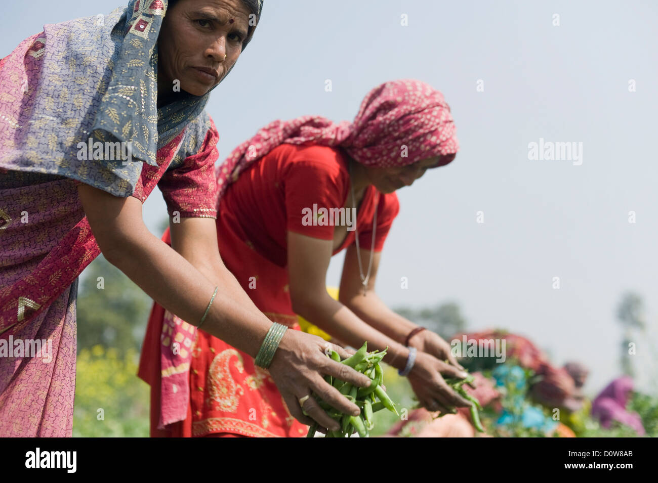 Travailleur agricole féminine pois vert cueillette les gousses, Farrukh Nagar, Gurgaon, Haryana, Inde Banque D'Images