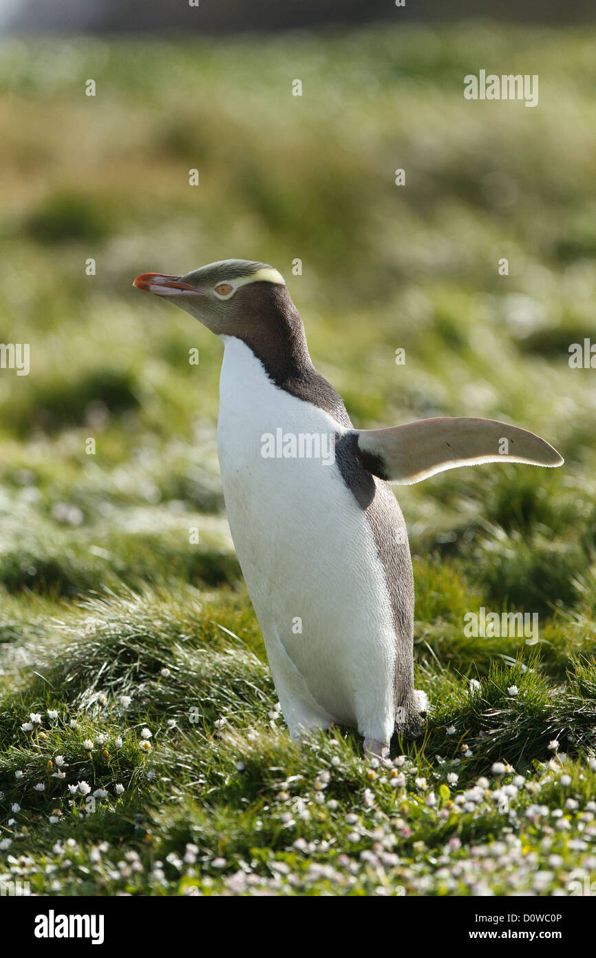 Yellow-eyed penguin (Megadyptes antipodes), adultes à l'île d'Auckland, Nouvelle-Zélande, Îles Subantartic Banque D'Images