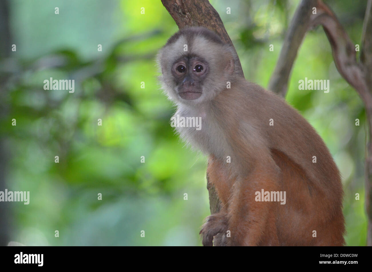 Singe du Capucin face blanche posant dans un arbre. Forêt amazonienne, Madre de Dios, au sud du Pérou. Banque D'Images