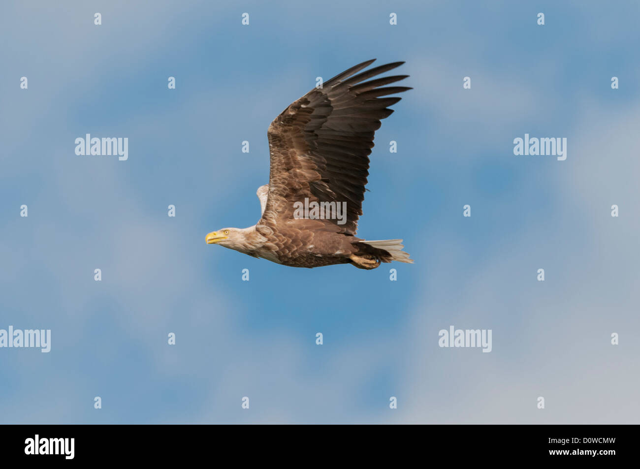 Seeadler, Haliaeetus albicilla, blanc queue blanche Banque D'Images
