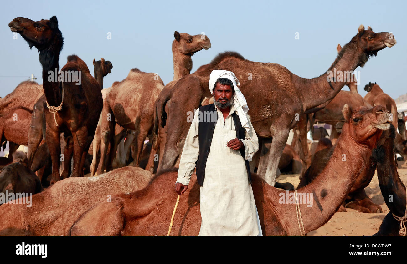 Pushkar,juste,Festival, chameaux,'Propriétaire de chameaux',commerçant,Hot,Camel,'Pushkar fair',Desert,'Camel Fair',Rajsathan,Inde Banque D'Images