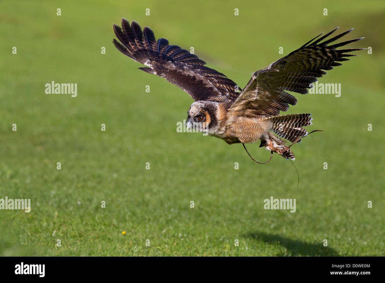 Asian Brown Wood Owl en vol Banque D'Images