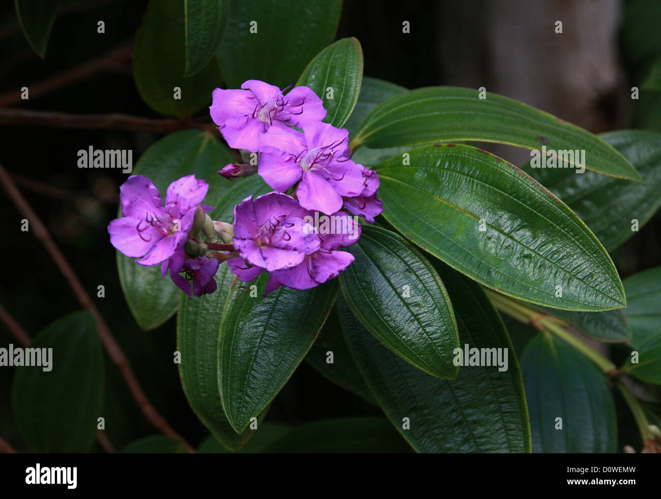 Gloire, gloire bush violet Arbre, Tibouchina granulosa, Melastomataceae. Le Brésil à la Bolivie, l'Amérique du Sud. Banque D'Images
