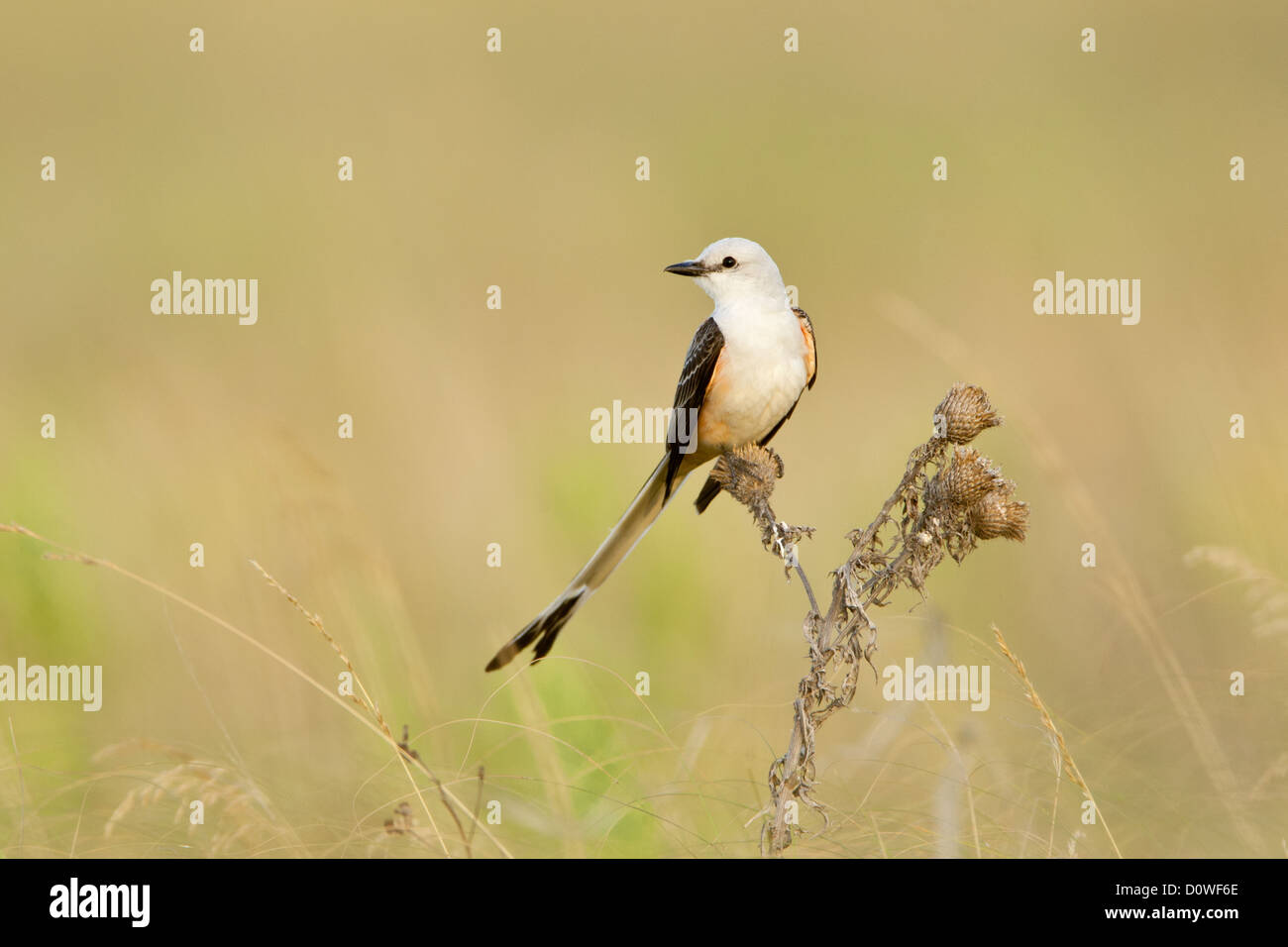 Moucherolle Ã queue ciselée perching oiseaux oiseaux oiseaux chanteurs oiseaux chanteurs ornithologie Science nature faune Environnement moucherolle Banque D'Images