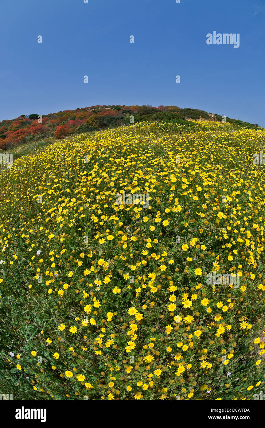 La floraison du printemps, l'Asinara NP, Sardaigne, Italie Banque D'Images