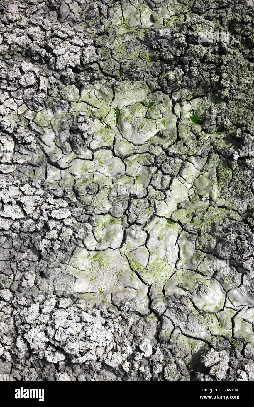 Friedland, Allemagne, algues vertes de son sur l'argile Banque D'Images