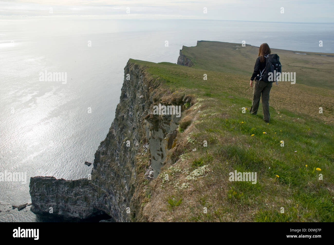 Birdlife sur les falaises de Latrabjarg dans le Nord de l'Islande, abrite une variété d'oiseaux marins, y compris les macareux, guillemots et pingouins Banque D'Images