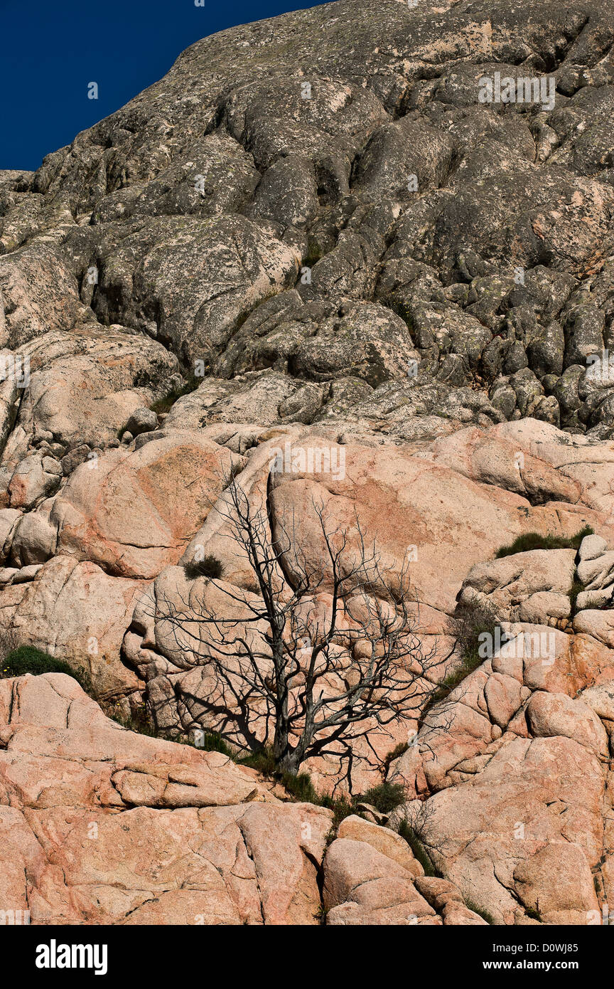 Arbre infructueux entre les rochers, La Maddalena, en Sardaigne, Italie Banque D'Images