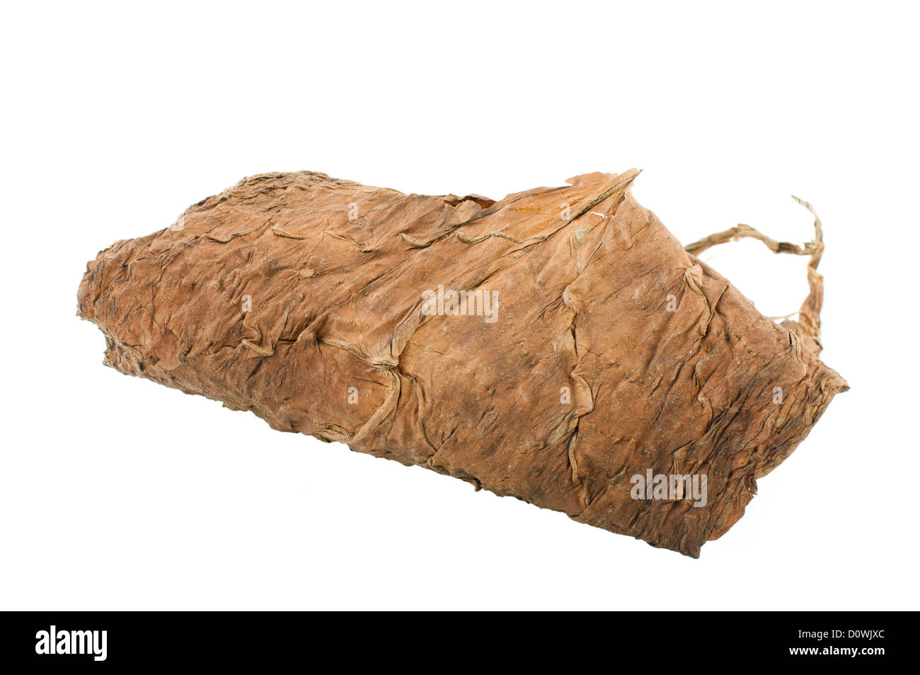 Les feuilles de tabac séchées blanc isolé. Tabac de Cuba Banque D'Images Les feuilles de tabac séchées blanc isolé. Tabac de Cuba Banque D'Images