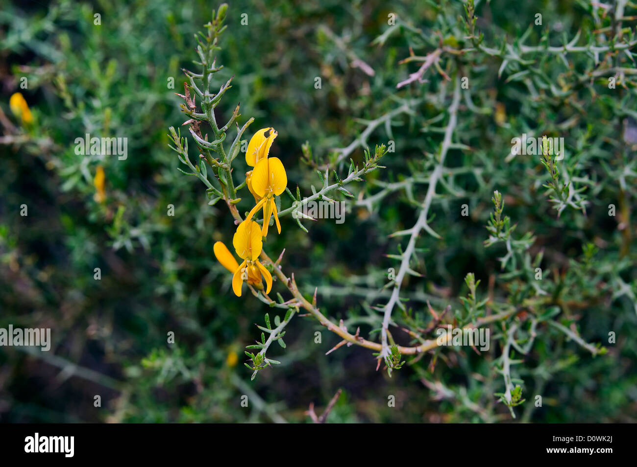 Des branches épineuses d'ajoncs nains, Sardaigne, Italie Banque D'Images