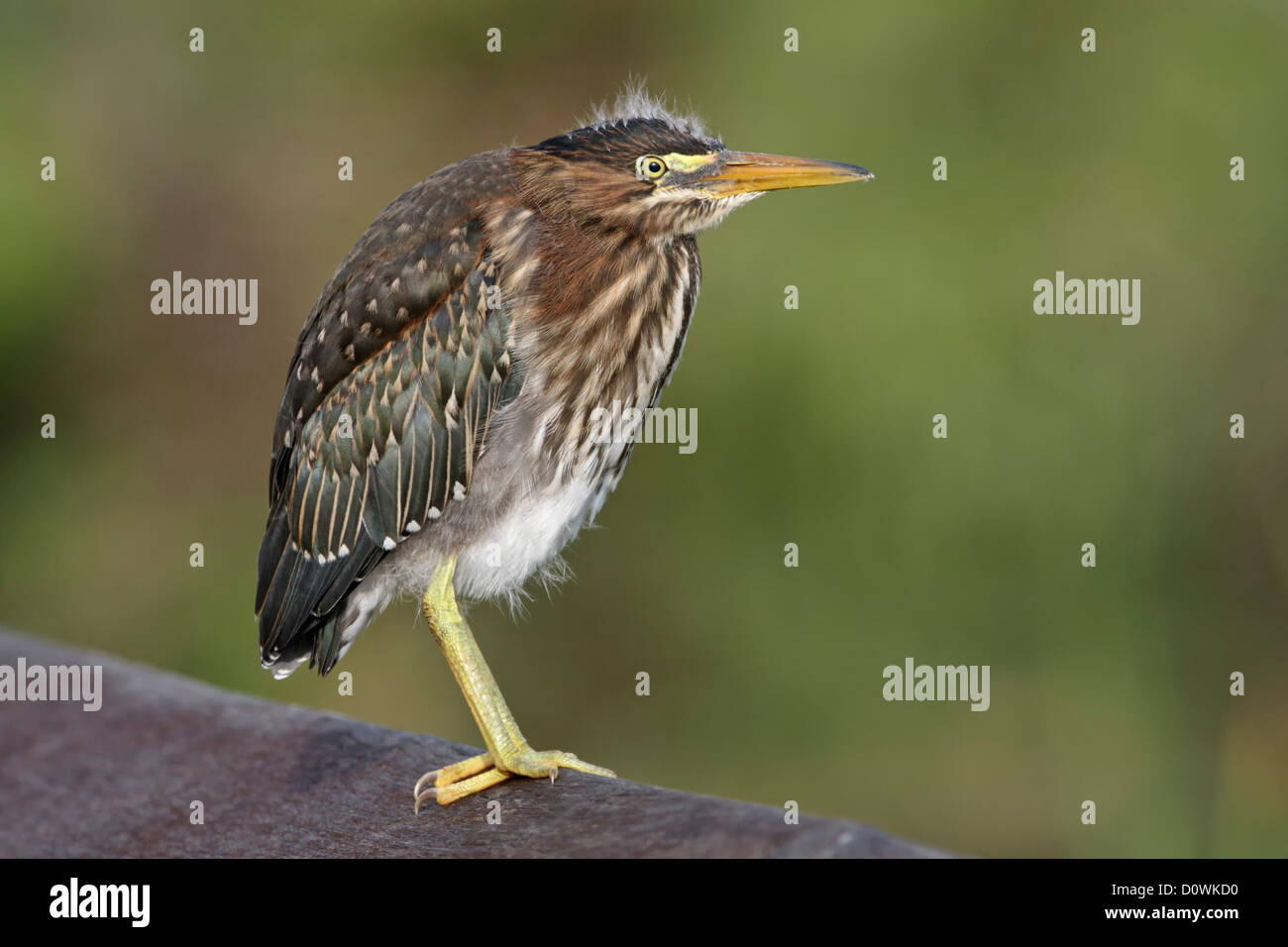 Bebe Heron Banque D Image Et Photos Alamy