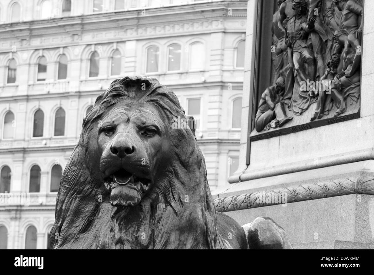 La tête d'une statue de Lion à Trafalgar Square avec des bâtiments en arrière-plan Banque D'Images
