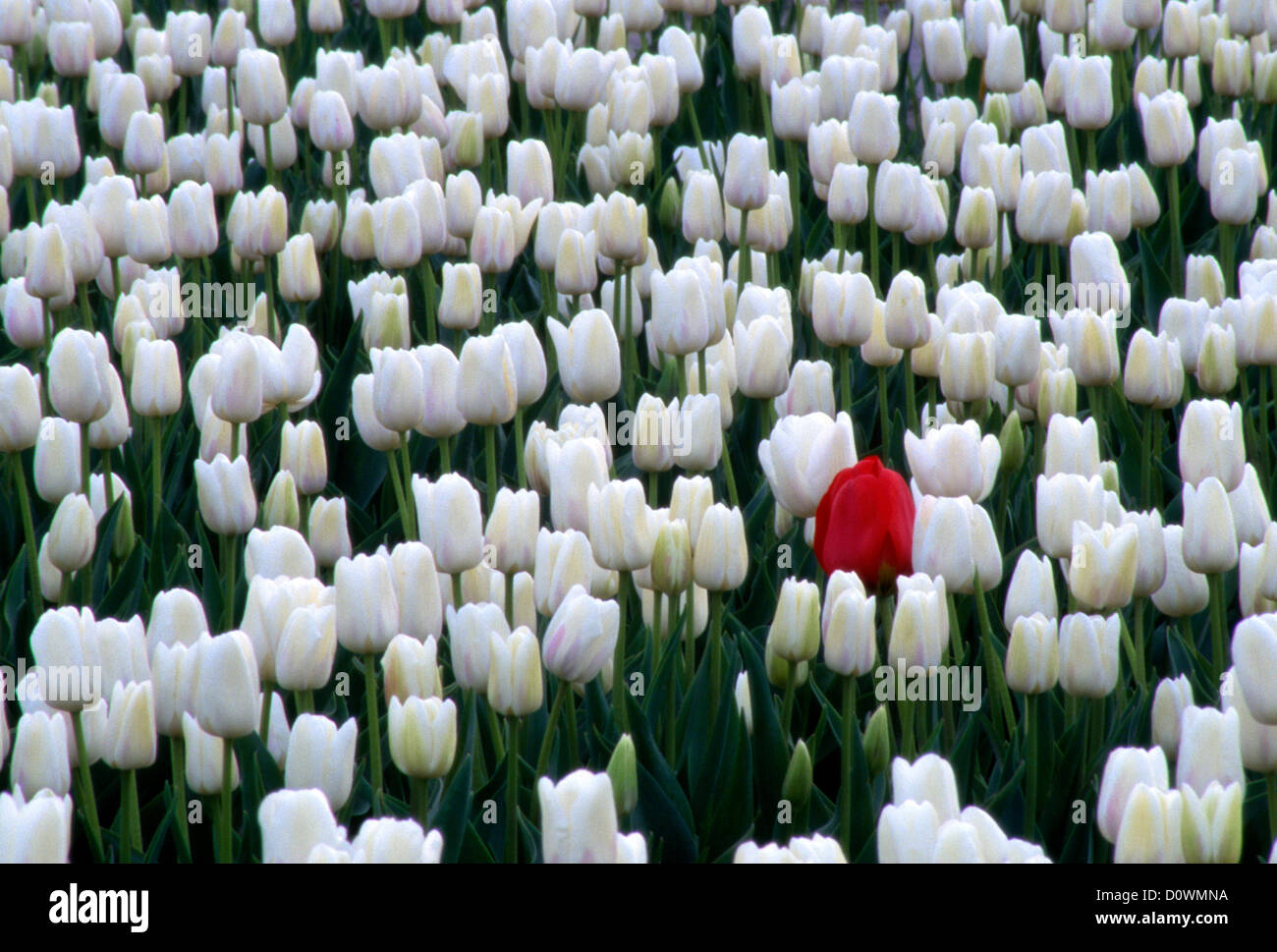 Tulipe rouge dans le champ blanc Photo Stock - Alamy