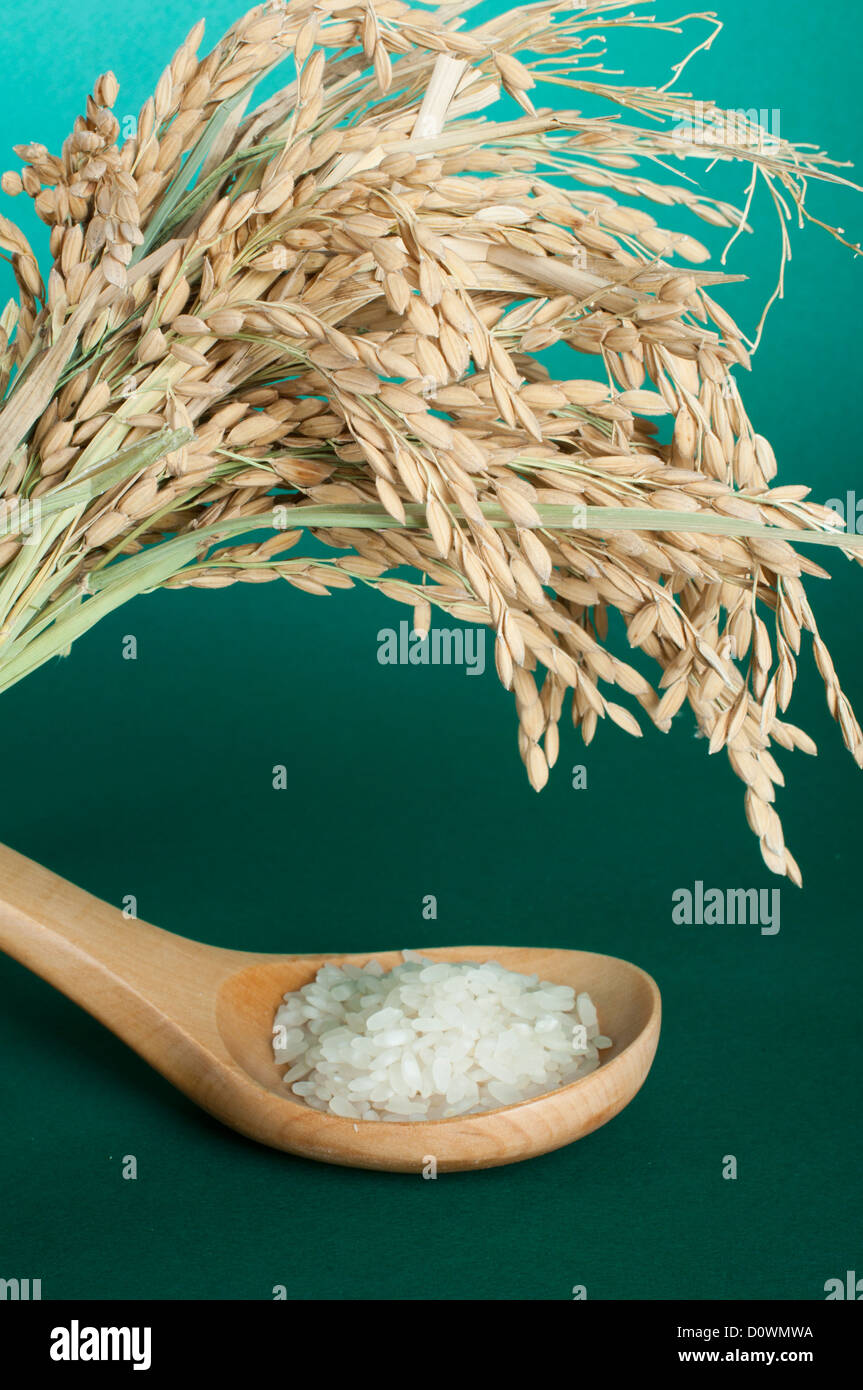 Riz baldo en cuillère en bois sur fond vert Banque D'Images