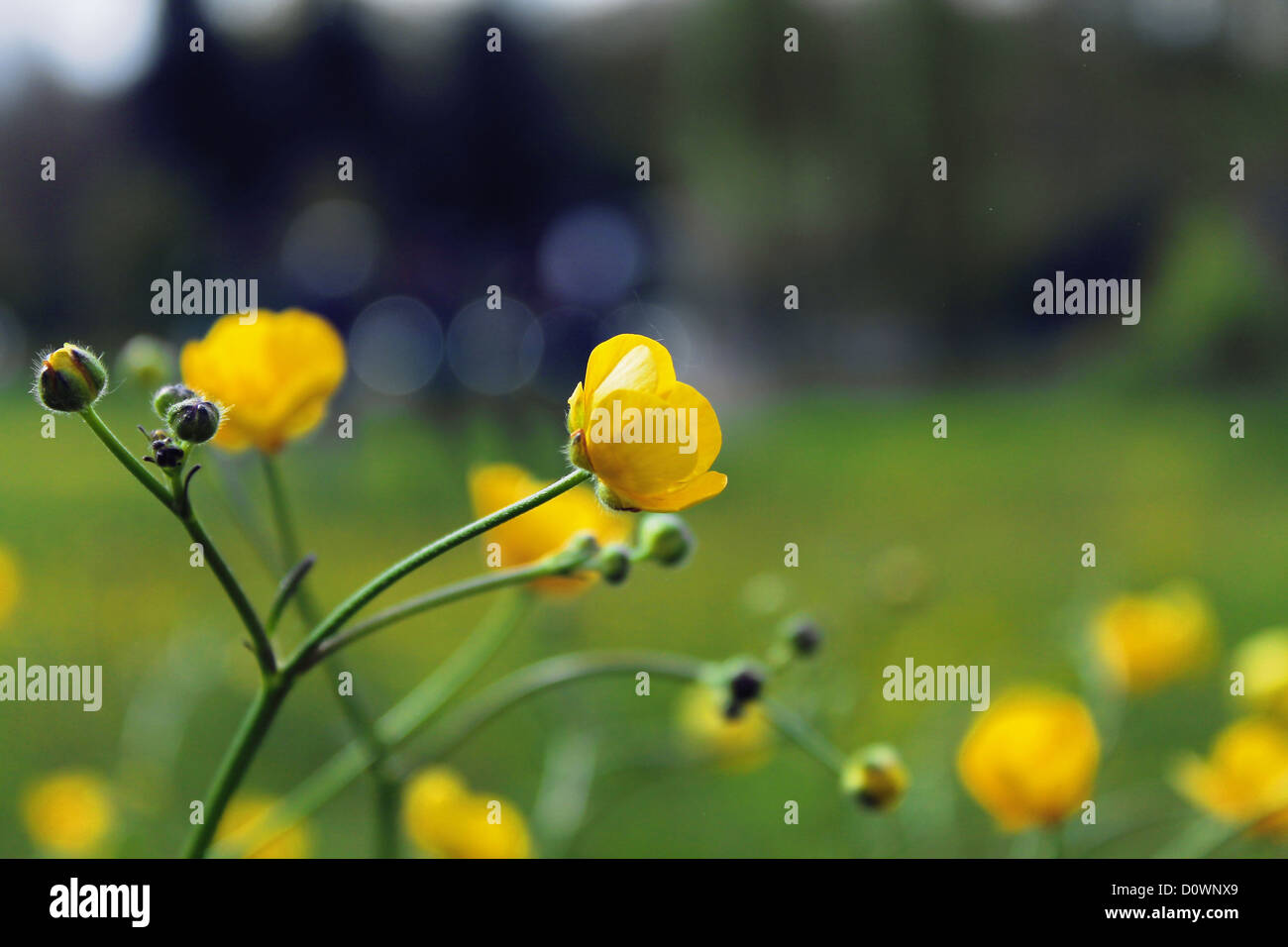 Fleurs jaune d'avant-plan Banque D'Images